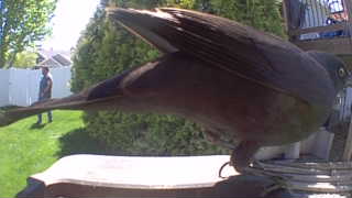 american robin