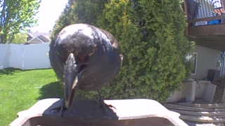 american crow