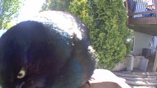 common grackle