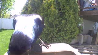 common grackle