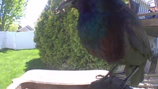 common grackle