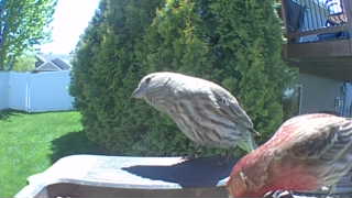 house finch