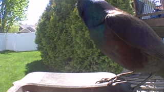 common grackle