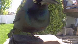 common grackle
