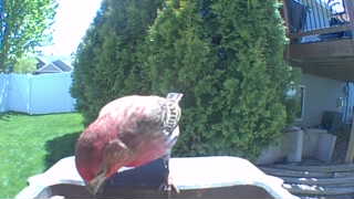 house finch