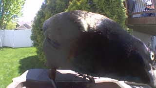 common grackle