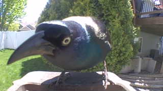 common grackle