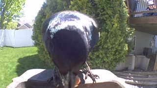 common grackle