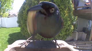 common grackle