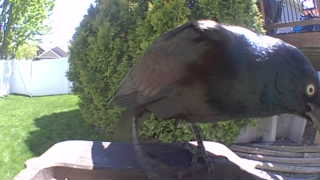 common grackle