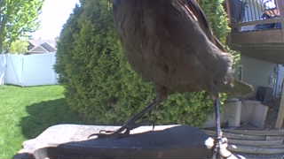 common grackle