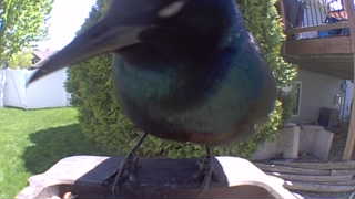 common grackle