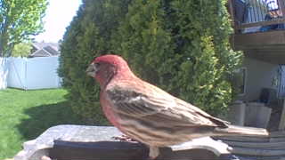 house finch