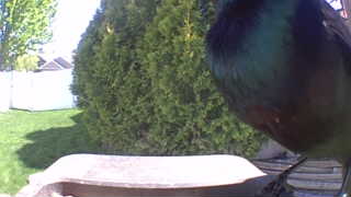 mallard