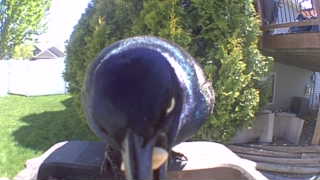 common grackle