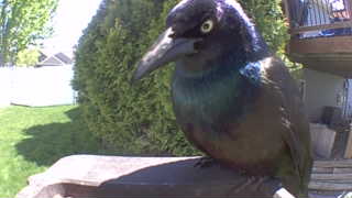 common grackle