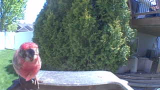 house finch