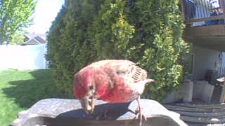 house finch