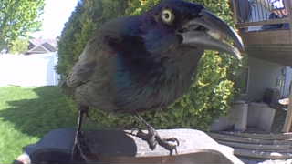 common grackle