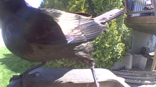 common grackle