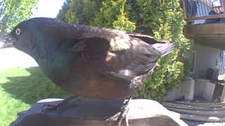 common grackle