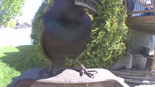 common grackle