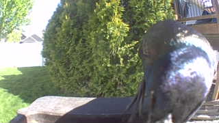 common grackle