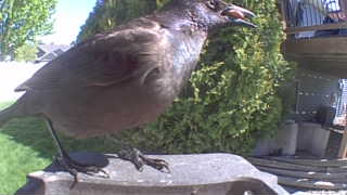 european starling