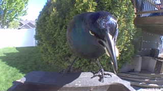 european starling