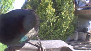 common grackle