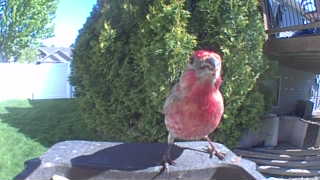 house finch
