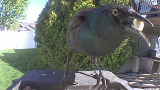 common grackle