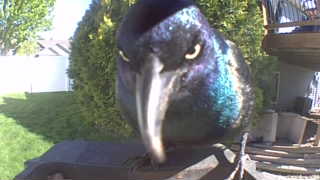 common grackle