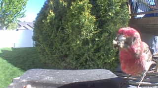 purple finch