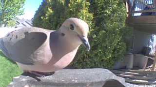 mourning dove