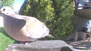 mourning dove