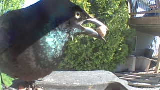 common grackle