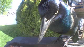 common grackle