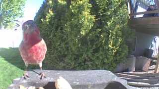 house finch