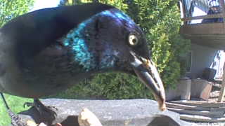 common grackle