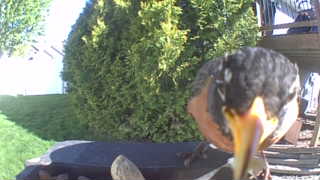 american robin