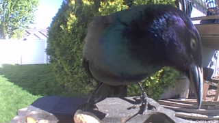 european starling