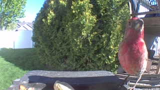 purple finch