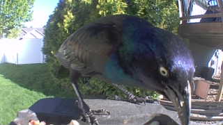 common grackle