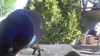 common grackle