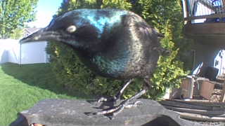 common grackle