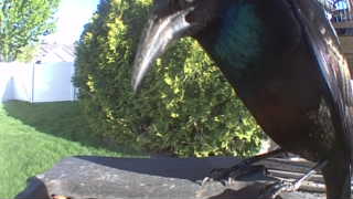white-faced ibis