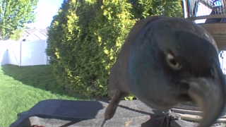 rock pigeon
