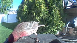 house finch