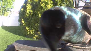 common grackle